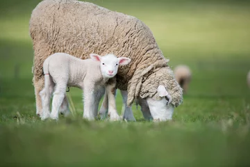 Tuinposter sheep and lamb © muro