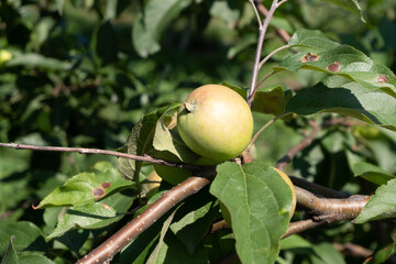 Ripe apples on apple tree in green foliage