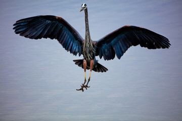 great blue heron, heron, bird, avian, fisher, wildlife, wing, feather, beak, feathers, hunting, in...