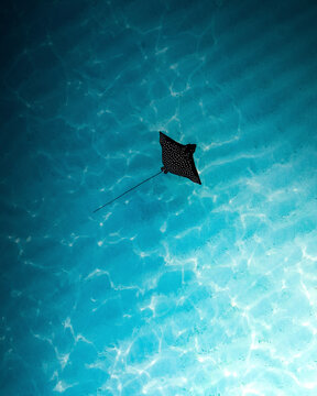 Aerial view of an eagle ray cruising through the island lagoon, Maafushi, Kaafu atoll, Maldives.