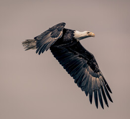 Bald Eagle Mission Resolved