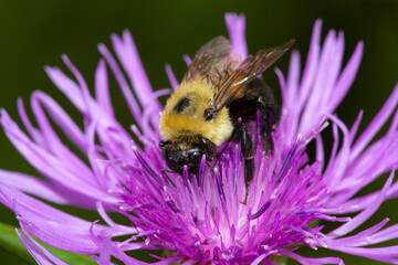 Bumble bee on monarda flower in Newbury, New Hampshire.