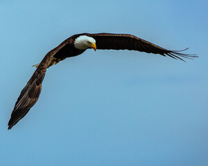 Fervent Bald Eagle 