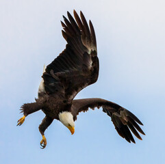 Bald Eagle  Diving Target Acquired