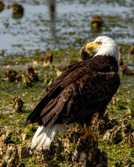 Stoic Bald Eagle