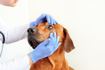 Vet doctor checking dog's eyes