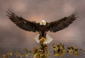 Let Freedom Ring Bald Eagle - Powered by Adobe