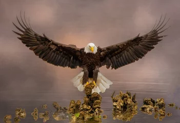 Foto op Plexiglas Let Freedom Ring Bald Eagle © Joseph