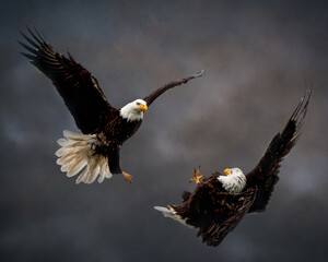 Bald Eagle Battle in the Clouds