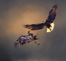 Fototapeta na wymiar Close Quarters Combat - Bald Eagles