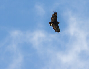 Aguililla volando en el cielo azul.