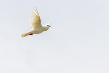 Pájaro blanco volando en el cielo