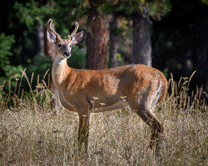 White-tailed deer