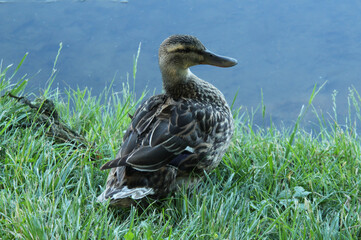 Female Mallard Near Water