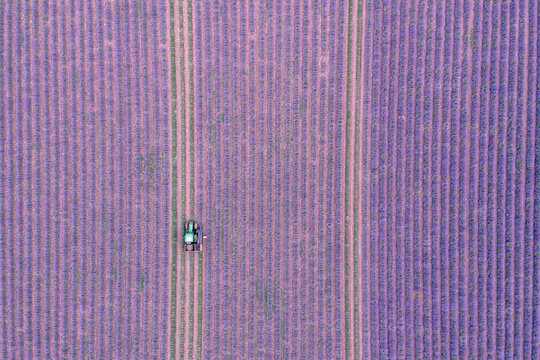 Aerial view of perfect rows of a lavender field harvest by a man and his son with a green truck, Chadeleuf, Puy de dome, Auvergne, France.