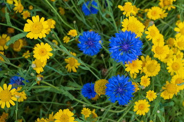Variety of colourful wild flowers including corn marigold and blue cornflowers growing in the grass in Pinn Meadows conservation area, Eastcote, Hillingdon, in the London suburbs, UK. 