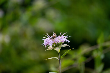 Bee on flower