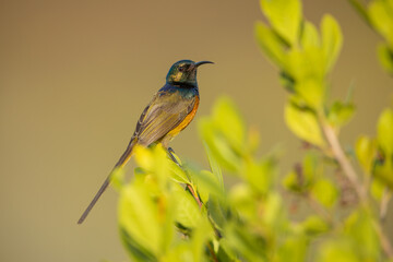 Goldbrust-Nektarvogel (Orange-breasted Sunbird)