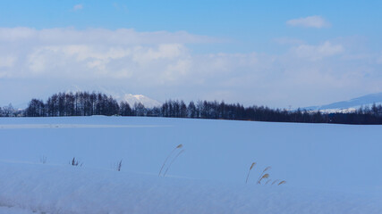 Beautiful Winter Landscape with Winter forest under the snow , powder snow on a road in, Hokkaido Japan view from inside car.