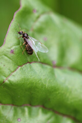 Preparation for swarming of the black path ants