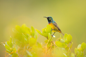 Goldbrust-Nektarvogel (Orange-breasted Sunbird)