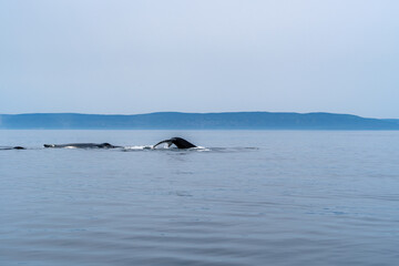 Obraz premium Whale watching in Quebec Canada