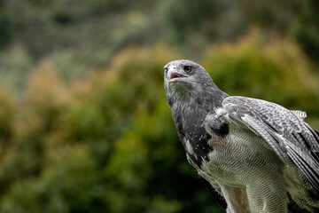 Geranoaetus melanoleucus, Gray eagle haunting on an exibition
