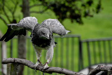 Geranoaetus melanoleucus, Gray eagle haunting on an exibition
