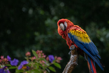 Captive Red scarlet macaw on branch, colorful parrot bird. 

