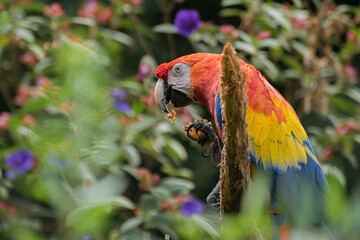 Captive Red scarlet macaw on branch, colorful parrot bird. 
