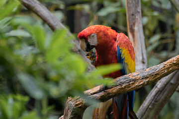 Captive Red scarlet macaw on branch, colorful parrot bird. 
