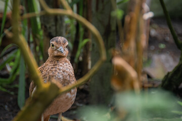Bird looking through branches on the floor