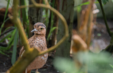 Bird looking through branches on the floor
