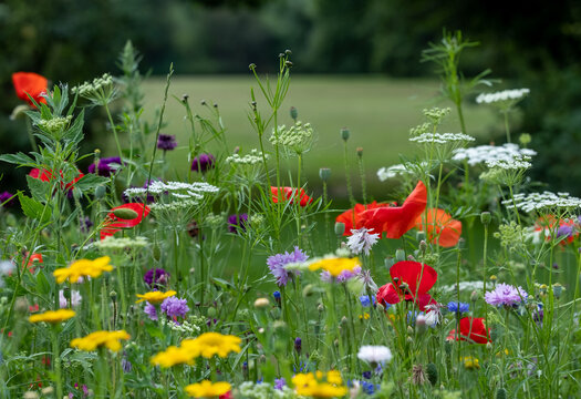 Variety of colourful wild flowers including poppies, cow parsley and cornflowers growing in the grass in Pinn Meadows conservation area, Eastcote, Hillingdon, in the London suburbs, UK. 
