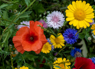 Variety of colourful wild flowers including poppies, growing in the grass in Pinn Meadows conservation area, Eastcote, Hillingdon, in the London suburbs, UK. 