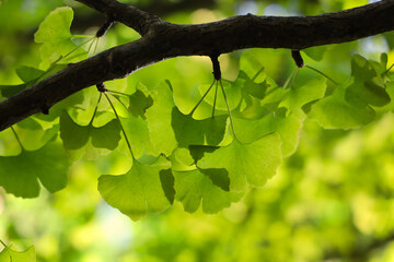 Close up of lime green Ginkgo tree leaves.  