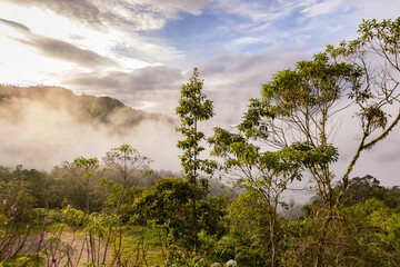 Bosque de Tolomuco Regenwald Costa Rica