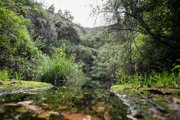 Fototapeta na wymiar Green foliage outdoor mountains on a rainy day 