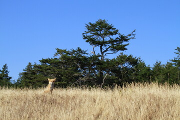 Small brown fox sitting in dry brown grass in front of evergreen trees with a bright blue sky....