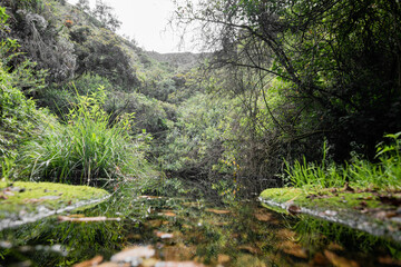 Green foliage outdoor mountains on a rainy day
