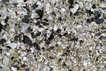 Close up of broken shells and rock.