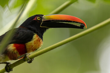Feuerschnabelarassari (Fiery-billed Aracari) Costa Rica