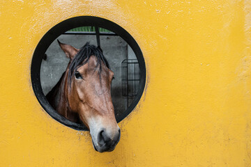 Brown horse looking through a circular window on a yellow wall