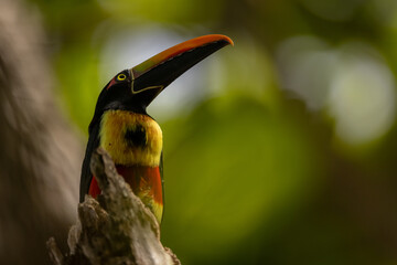 Feuerschnabelarassari (Fiery-billed Aracari) Costa Rica © Duest