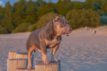 A dog poses on the stumps in the sunset lighting