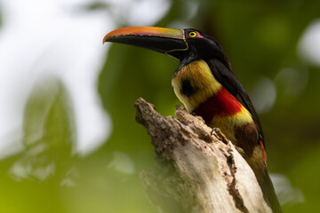 Feuerschnabelarassari (Fiery-billed Aracari) Costa Rica