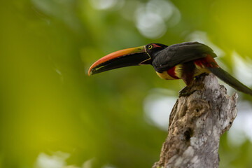 Feuerschnabelarassari (Fiery-billed Aracari) Costa Rica © Duest