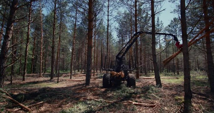 The tractor is sawing a pine forest. Technique work in the forest. Deforestation with heavy equipment.