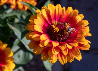 Bee Gathering Pollen on Yellow and Pink Zinnia Flower