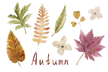 Collection of watercolor autumn leaves for decor, design, cards, invitations. 